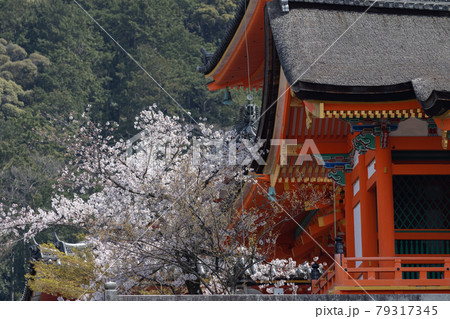 春の清水寺 春の清水寺 79317345