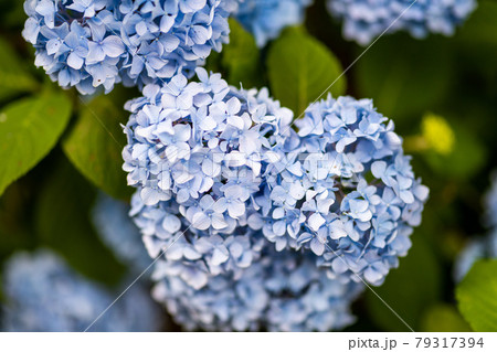 船岡城址の水色の紫陽花満開 宮城県柴田町船岡城址公園 船岡城址の水色の紫陽花満開 宮城県柴田町船岡城址公園 79317394