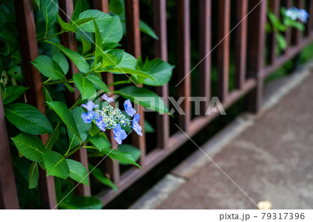 船岡城址の青色の紫陽花満開 宮城県柴田町船岡城址公園 船岡城址の青色の紫陽花満開 宮城県柴田町船岡城址公園 79317396