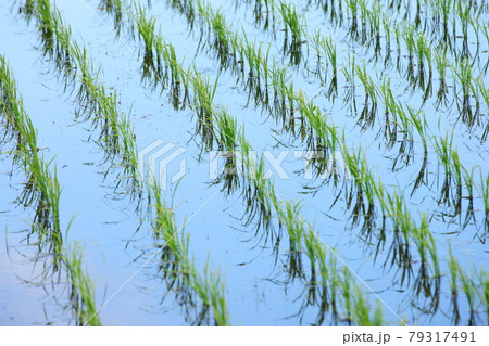 稲の苗　田植え　 79317491