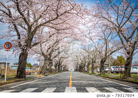 被災地の桜並木 福島県双葉郡富岡町 79317604