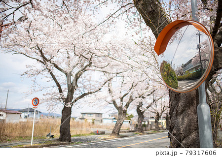 桜並木と交通標識 福島県双葉郡富岡町 79317606