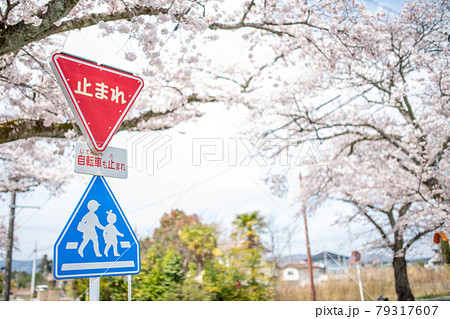 桜並木と交通標識 福島県双葉郡富岡町 79317607