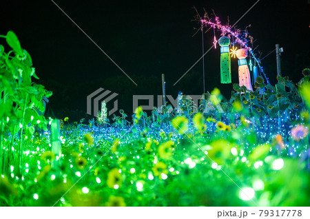 みどりの杜サマーイルミネーション2020 宮城県仙台市 せんだい農業園芸センター みどりの杜サマーイルミネーション2020 宮城県仙台市 せんだい農業園芸センター 79317778