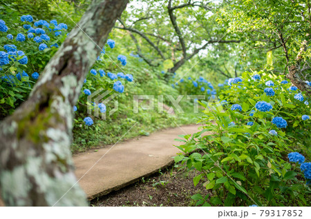 船岡城址の青色の紫陽花満開 宮城県柴田町船岡城址公園 船岡城址の青色の紫陽花満開 宮城県柴田町船岡城址公園 79317852
