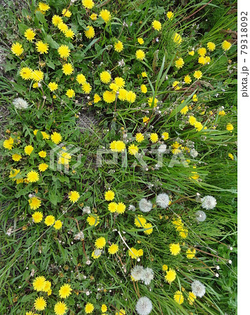 たんぽぽ たんぽぽ 79318092