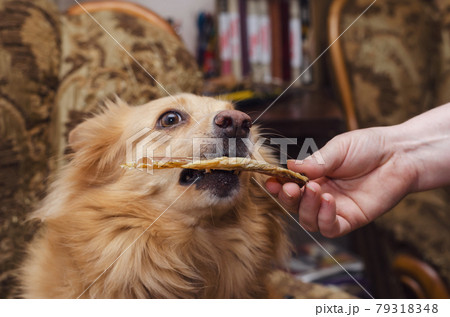 Woman gives chewy treat to red mixed breed dog. Pretty pet gentl 79318348