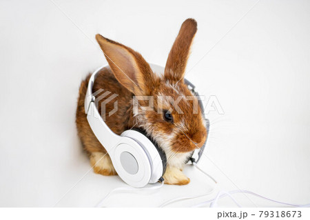 Brown with white spots a small rabbit sits with headphones on a white background 79318673