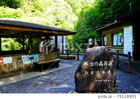 屋久島　白谷雲水峡入口　 79318901