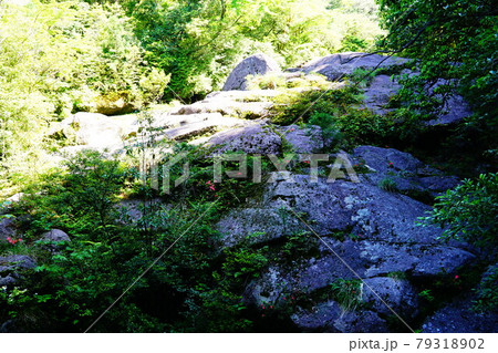 屋久島　白谷雲水峡　飛流橋近くの岩場 79318902