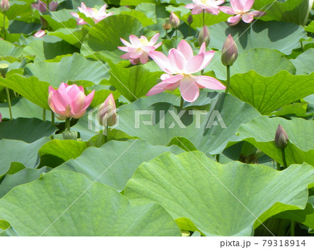 咲き始めた千葉公園のオオガハスの桃色の花 咲き始めた千葉公園のオオガハスの桃色の花 79318914