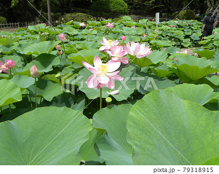 咲き始めた千葉公園のオオガハスの桃色の花 79318915