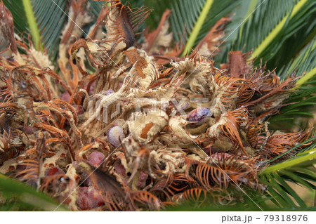 鹿児島県　沖永良部島のソテツの花 79318976