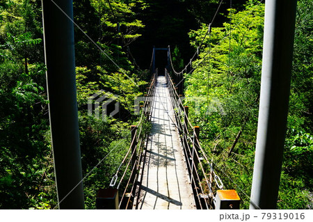 屋久島　白谷雲水峡　さつき吊橋 79319016