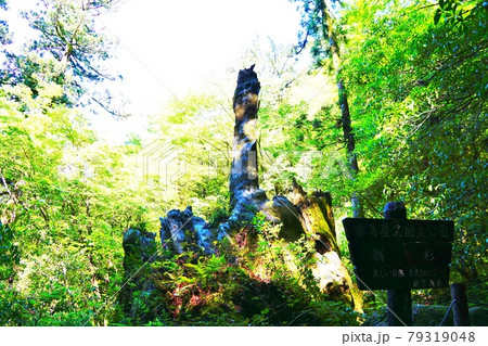 屋久島　翁杉 79319048