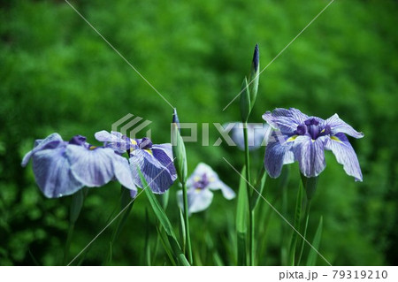 あやめの花の写真素材