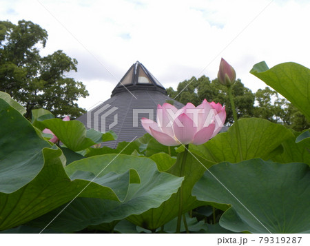 開花した千葉公園のオオガハスの桃色の花 79319287