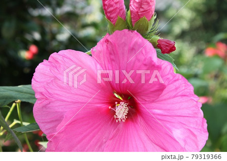 アメリカ芙蓉 79319366