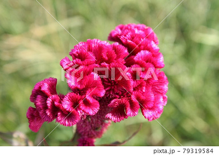 鶏頭の花 79319584