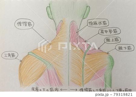 肩の筋肉の解剖図のイラスト素材