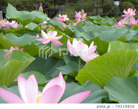 開花した千葉公園のオオガハス 開花した千葉公園のオオガハス 79319830