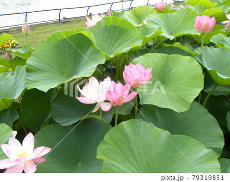 開花した千葉公園のオオガハス 79319831