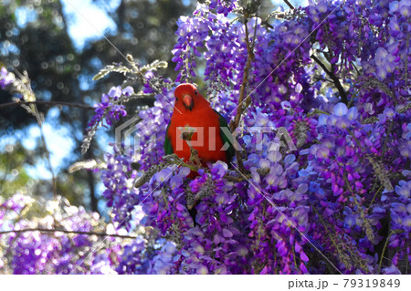 Male King Parrot In Wisteria Male King Parrot In Wisteria 79319849
