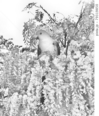 Grayscale Male King Parrot In Wisteria 79319850