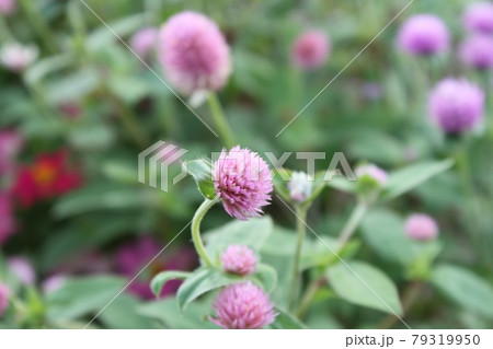 赤詰草 赤詰草 79319950