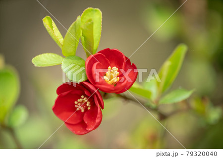 春イメージ花写真 春イメージ花写真 79320040