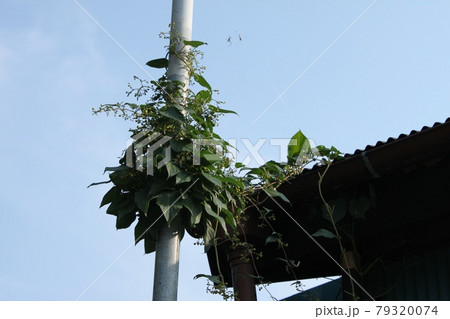 電柱に絡まる植物 79320074