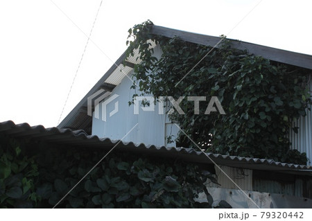 草の絡み付く建物 草の絡み付く建物 79320442