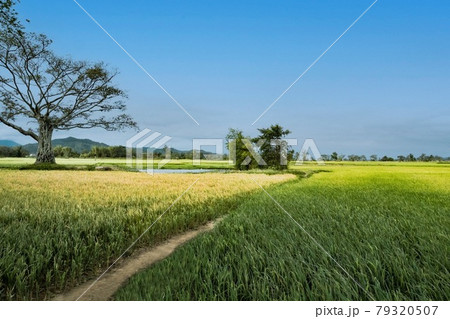 Rice field 79320507