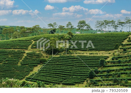 TEA HILL 79320509