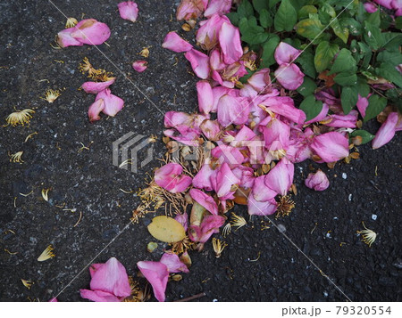 散らばる椿の花びらの写真素材 散らばる椿の花びらの写真素材