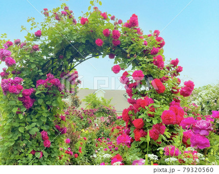 ピンクのバラのアーチ 79320560