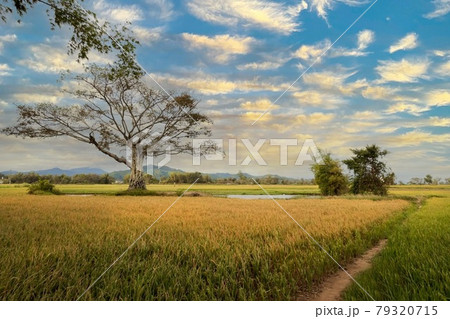 Rice field  79320715