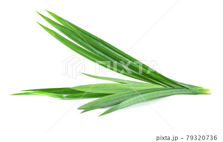 Pandan leaves isolated on white background 79320736