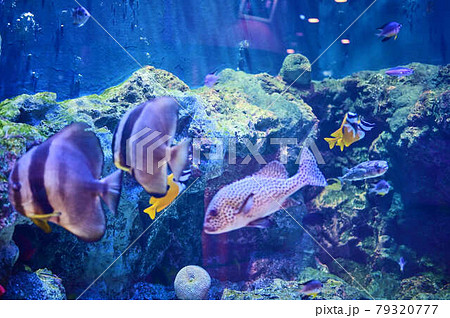 水族館 水槽 魚 水族館 水槽 魚 79320777