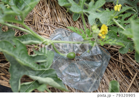 スイカマット スイカマット 79320905