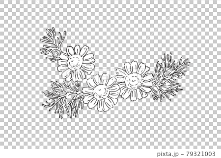 洋甘菊插畫-手繪線描 79321003