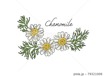 カモミールのイラスト 手描きの線画 文字入りのイラスト素材
