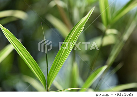 スズコナリヒラタケ(鈴小業平竹)の新葉 スズコナリヒラタケ(鈴小業平竹)の新葉 79321038