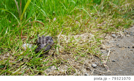 放置されたペ動物の排泄物 01 河川敷に転がる犬の干からびた糞 の写真素材