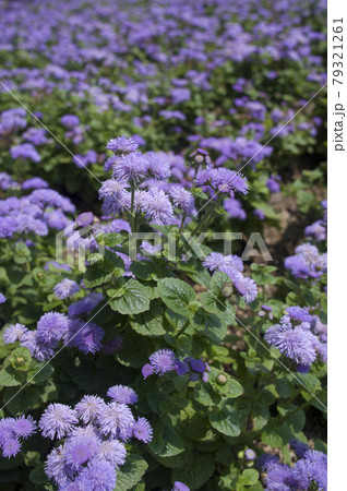 アゲラタムの紫色の花が咲いています。学名はAgeratumです。 79321261