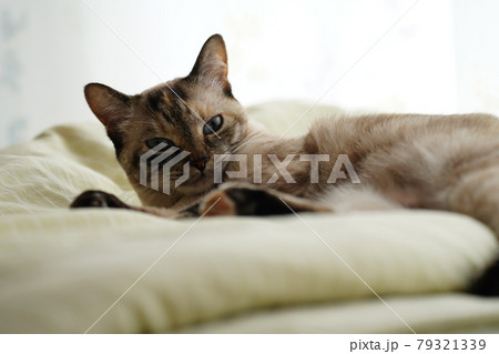 ベッドでリラックスしている猫 79321339