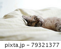 ベッドで寝ている猫 79321377