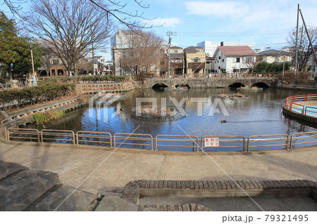 カルガモが泳ぐ東和親水公園 東京都足立区東和 カルガモが泳ぐ東和親水公園 東京都足立区東和 79321495