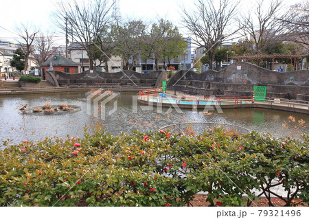 カルガモが泳ぐ東和親水公園 東京都足立区東和 カルガモが泳ぐ東和親水公園 東京都足立区東和 79321496
