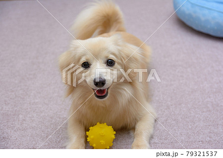 ボールで遊ぶ子犬 ミックス犬 ポメックス ボールで遊ぶ子犬 ミックス犬 ポメックス 79321537